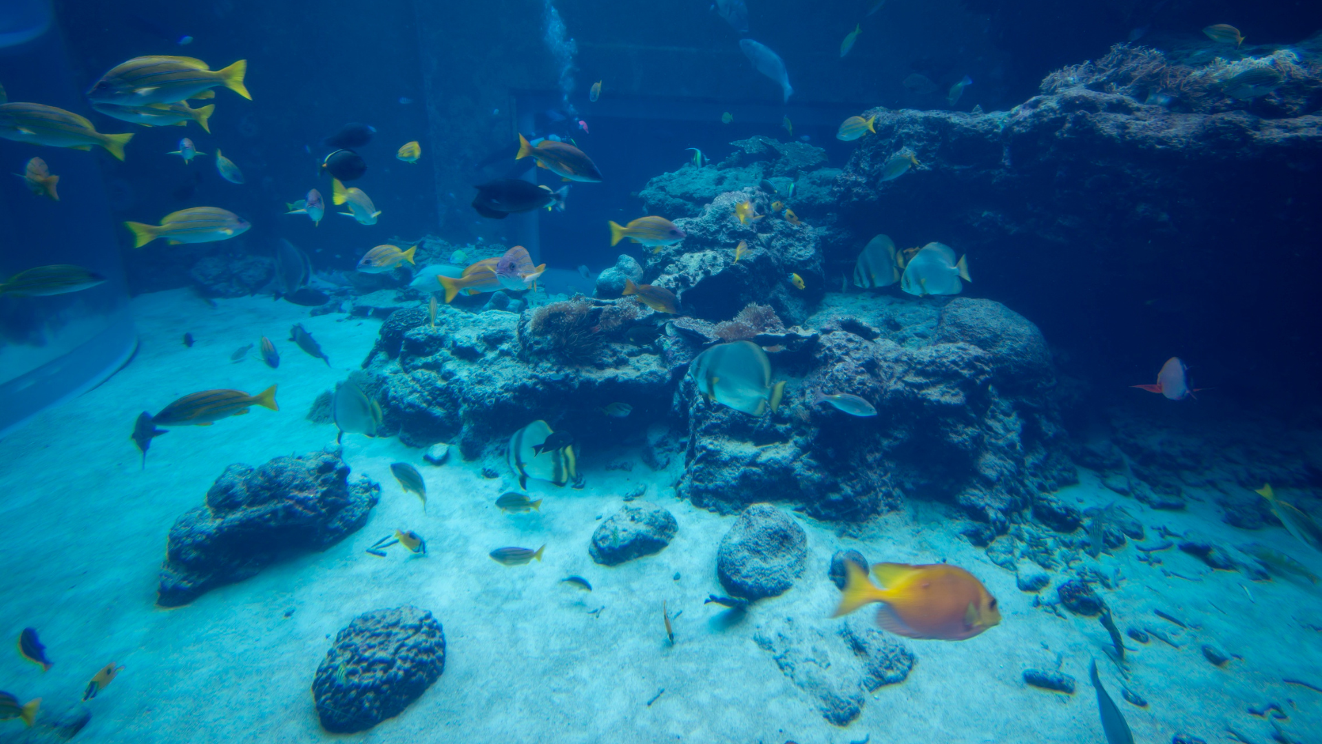 Aquarium